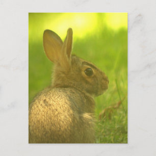 Bunny Rabbit  Postcard