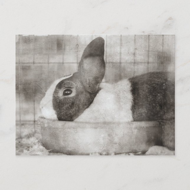 Bunny Rabbit Sitting in a Bowl Retro Easter Holiday Postcard (Front)
