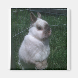 Bunny Rabbit Square Magnet