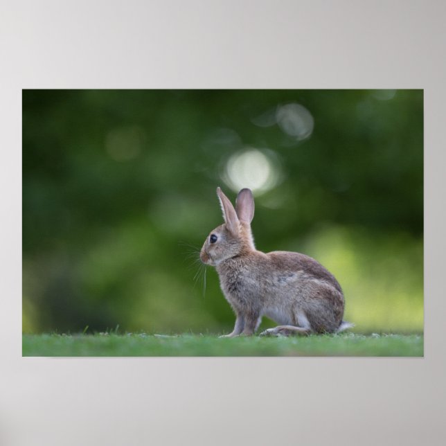 Bunny Rabbit Wildlife Photo Poster (Front)