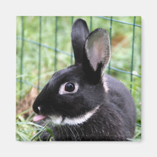 Bunny razzberry magnet