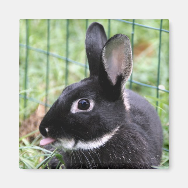 Bunny razzberry magnet (Front)
