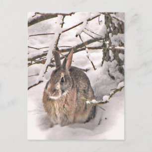 Bunny Seeking Shelter Postcard
