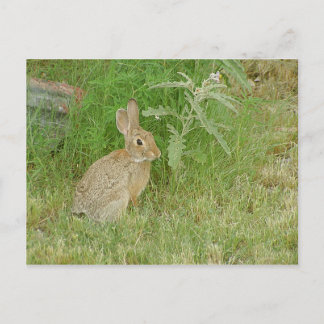 Bunny So Cute Postcard