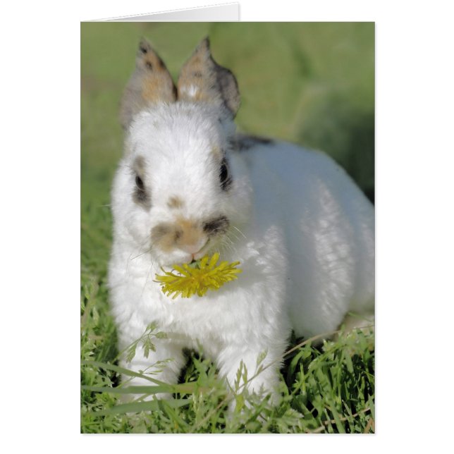 Bunny with Flower (Front)
