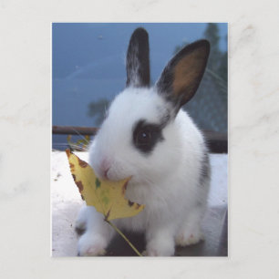 Bunny with leaf postcard