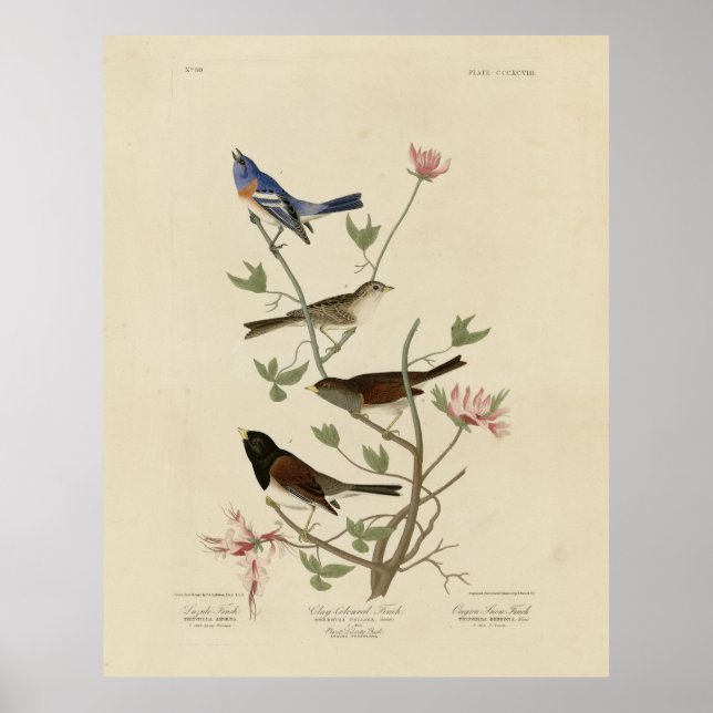 Bunting, Sparrow, Junco, (Finches) Audubon's Birds Poster (Front)
