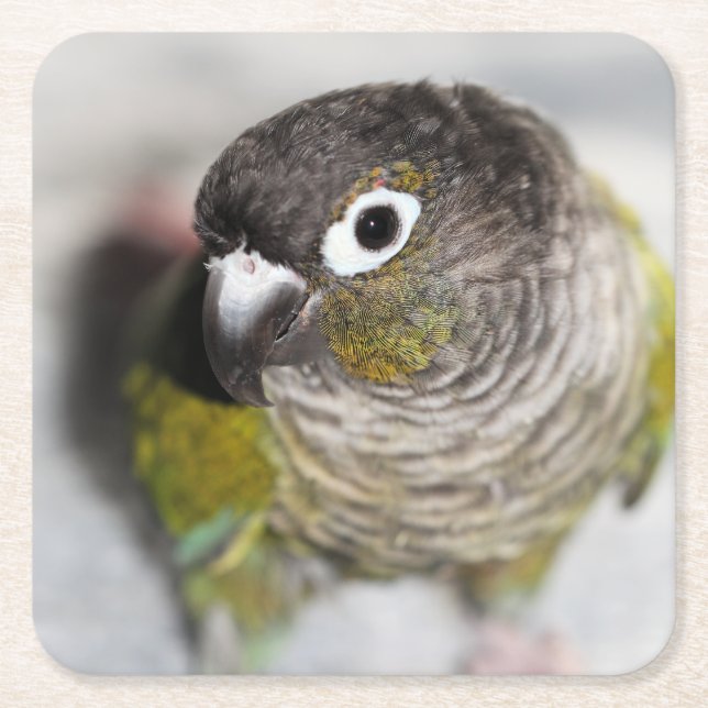 Burbel Square Paper Coaster (Front)