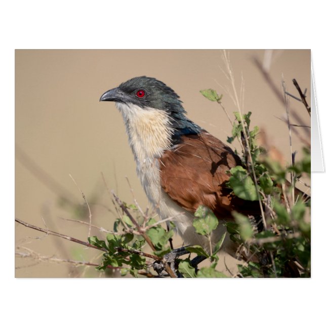 Burchell's Coucal (Front Horizontal)