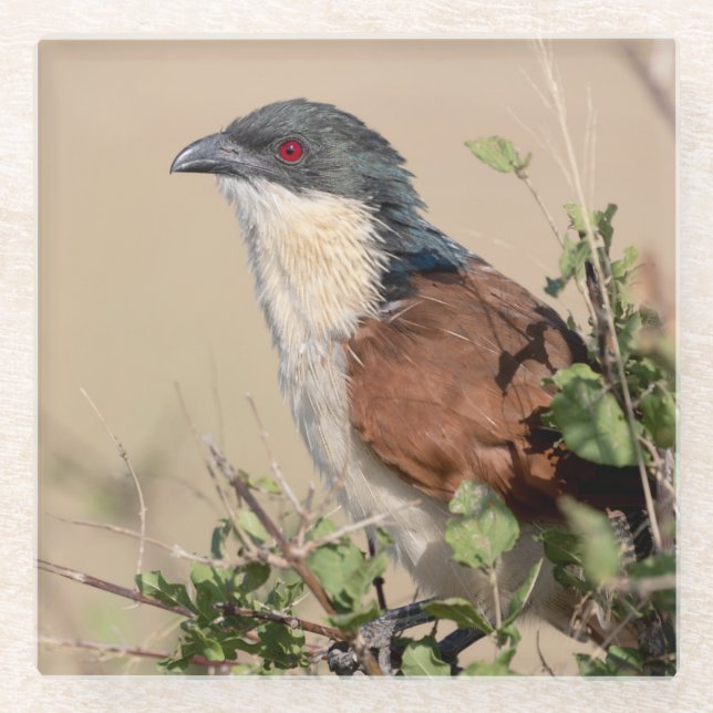 Burchell's Coucal Glass Coaster (Front)