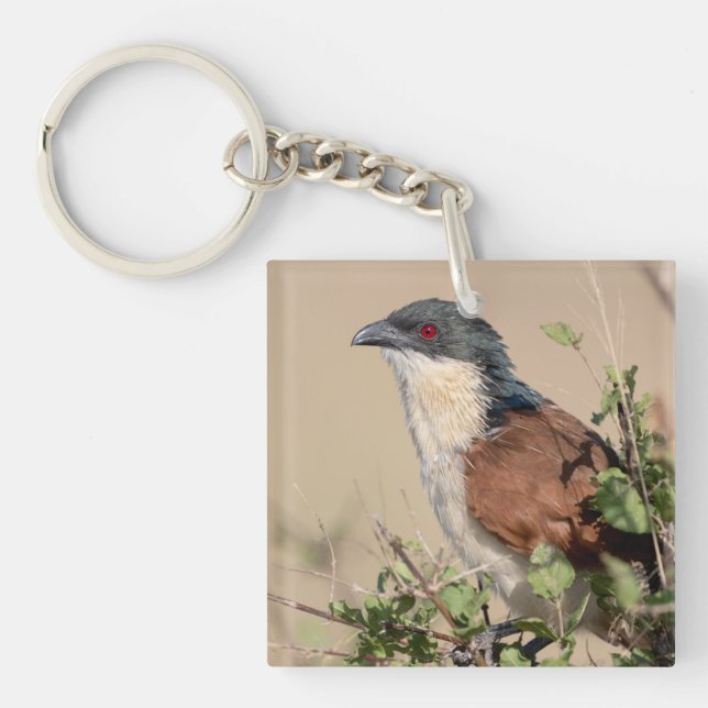 Burchell's Coucal Key Ring (Front)