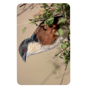 Burchell's Coucal Magnet