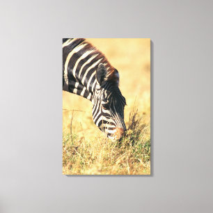 Burchell's zebra 2 canvas print