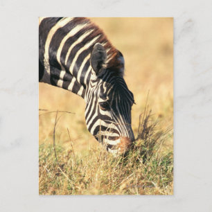 Burchell's zebra 2 postcard