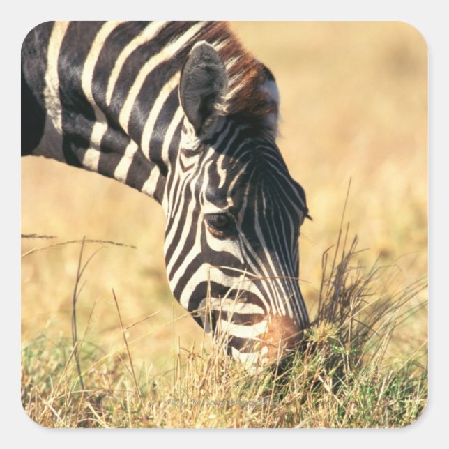 Burchell's zebra 2 square sticker (Front)