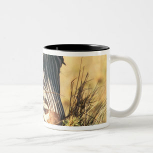 Burchell's zebra 2 Two-Tone coffee mug