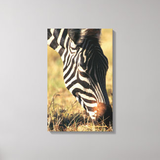 Burchell's zebra canvas print