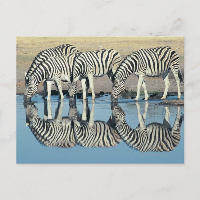 Burchells Zebra (Equus burchelli) Postcard (Front)