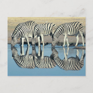 Burchells Zebra (Equus burchelli) Postcard