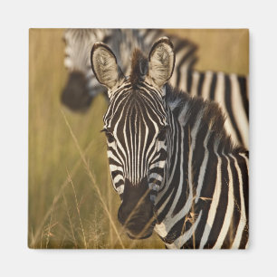 Burchell's Zebra in tall summer grass, Masai Magnet
