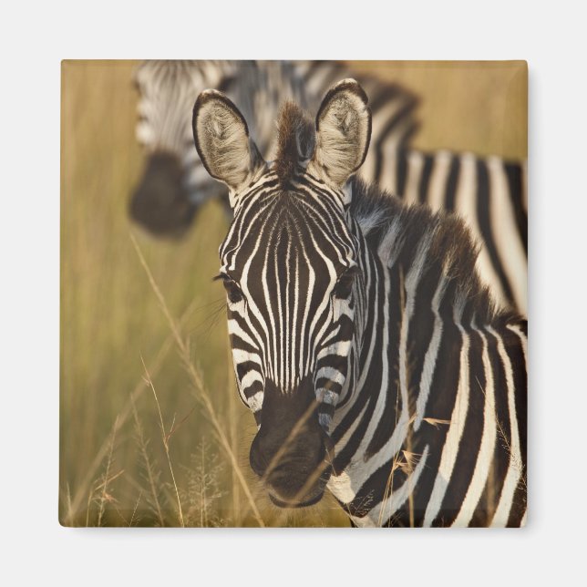 Burchell's Zebra in tall summer grass, Masai Magnet (Front)