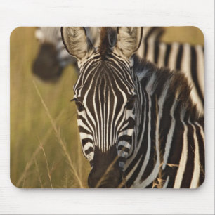 Burchell's Zebra in tall summer grass, Masai Mouse Pad
