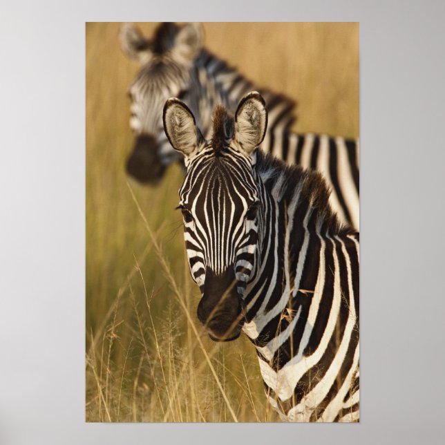 Burchell's Zebra in tall summer grass, Masai Poster (Front)