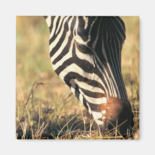 Burchell's zebra magnet