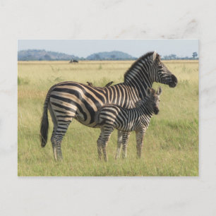 Burchell's zebra postcard, mother with foal postcard