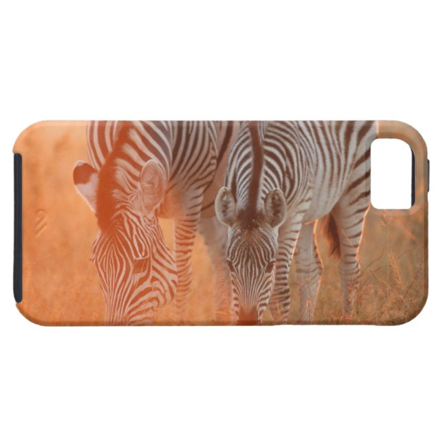 Burchell's Zebras, Equus burchelli grazing at Case-Mate iPhone Case (Back Horizontal)