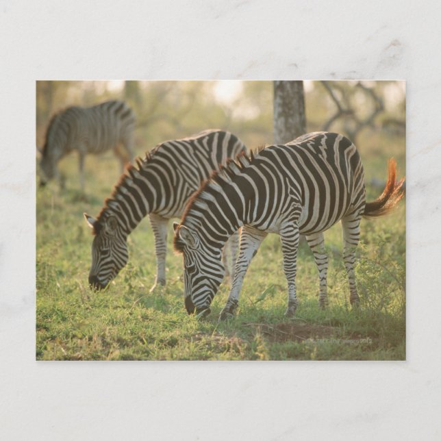 Burchell's Zebras, Equus burchelli grazing, Postcard (Front)