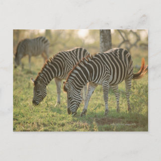 Burchell's Zebras, Equus burchelli grazing, Postcard