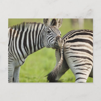Burchell's Zebras (Equus quagga burchellii), Postcard