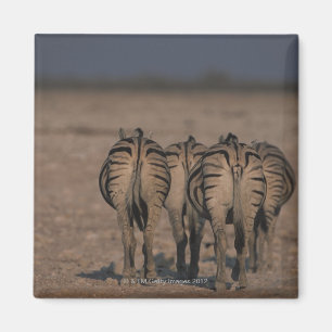 Burchell's Zebras Walking Magnet