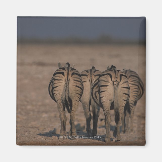 Burchell's Zebras Walking Magnet (Front)
