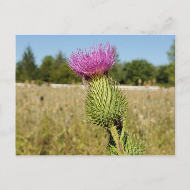 Burdock Thistle postcard (Front)