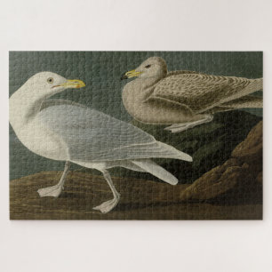 Burgomaster Gull - from Audubon's Birds of America Jigsaw Puzzle