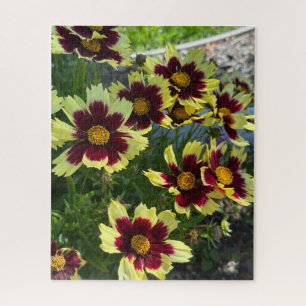 Burgundy and Yellow Coreopsis, San Mateo Jigsaw Puzzle