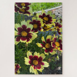 Burgundy and Yellow Coreopsis, San Mateo Jigsaw Puzzle