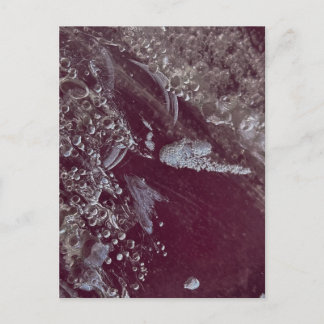 Burgundy Bubble Abstract Postcard