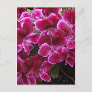 Burgundy Geranium Postcard