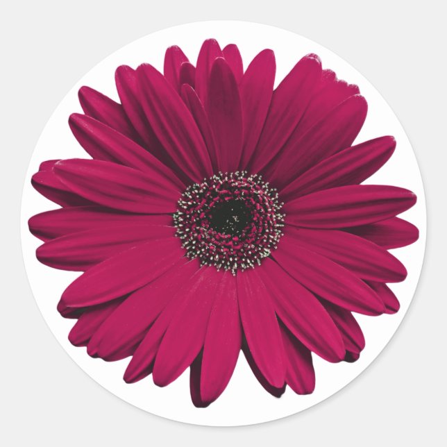 Burgundy Gerbera Daisy Flower Envelope Seal (Front)