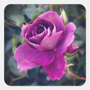 Burgundy Iceberg Rose #2-2 Stickers