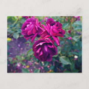 Burgundy Iceberg Rose #3 Postcard