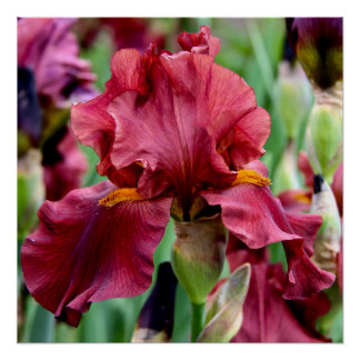 Burgundy Iris Flower Glossy Poster