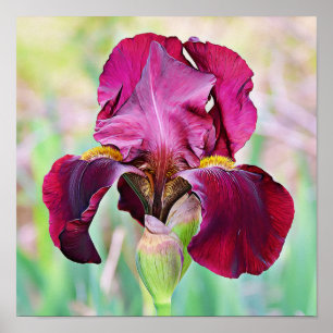 Burgundy Magenta Pink Iris Flower Poster