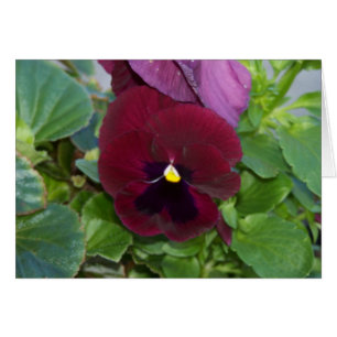 Burgundy Pansy
