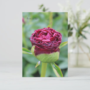 Burgundy Peony Bud Card
