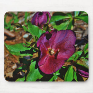 Burgundy Pink Lenten Rose Mouse Pad