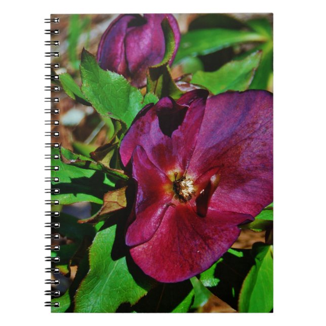 Burgundy Pink Lenten Rose Notebook (Front)